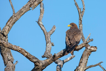 The yellow-billed kite (Milvus aegyptius) is the Afrotropic counterpart of the black kite (Milvus migrans), of which it is most often considered a subspecies.