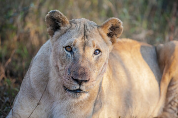 Lions are one of the most important hunters of wild Africa and they are living in groups