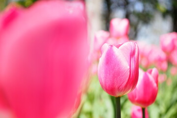 ピンクのチューリップ
