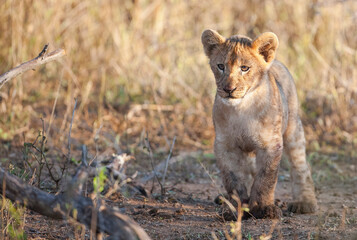 The cubs of lions, which are considered to be the wildest animals of the African continent, are very cute.