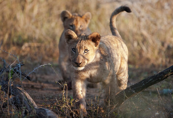 The cubs of lions, which are considered to be the wildest animals of the African continent, are very cute.