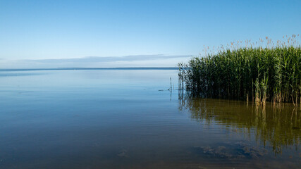 green reed lake reflection