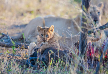 There is a very tight bond between lioness and her cubs in Africa. Lionesses train their cubs on the buffalo they hunt.