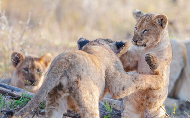 The cubs of lions, which are considered to be the wildest animals of the African continent, are very cute.