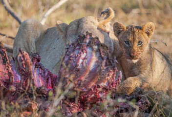 Lions are one of the most important hunters of wild Africa and they are living in groups