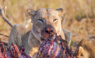 Lions are one of the most important hunters of wild Africa and they are living in groups