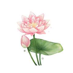 Lotus Flower Watercolor Isolated