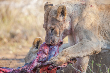 Lions are one of the most important hunters of wild Africa and they are living in groups