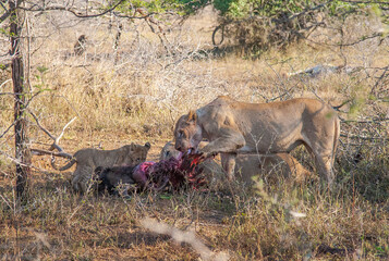 Lions are one of the most important hunters of wild Africa and they are living in groups