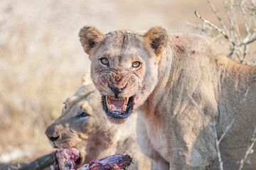 In Africa, lions sometimes fight and get hurt for hunting