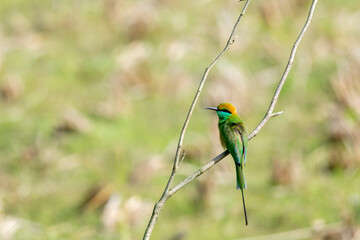 A green bee-eater