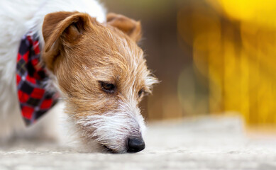 Cute jack russell terrier pet dog smelling, sniffing on the ground. Dog nose.