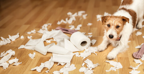 Funny, active naughty pet dog after biting, chewing a toilet paper at home. Dog mischief,...