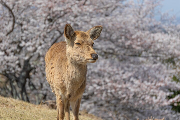鹿と桜