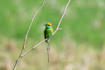 A green bee-eater