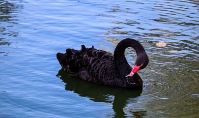 Fototapeta premium Black Swan is Swimming in the Lake in Winter Time