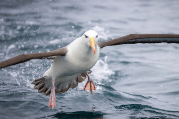 Albatros de ceja negra