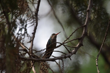 tiny hummingbird perched on a cypress branch with bokeh background