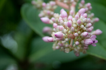 Close up Chandelier Tree, Medinilla cummingii (Melastomataceae)