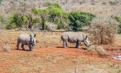 A large number of white rhinos  (Ceratotherium simum)  live in the Hluhluwe - Impolozi National Park in South Africa.