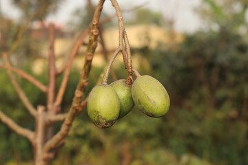 A pair of amazing fruit in Bangladesh.