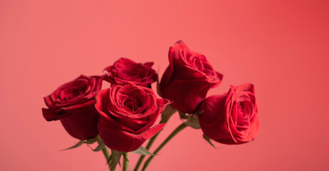 red roses on red background close up