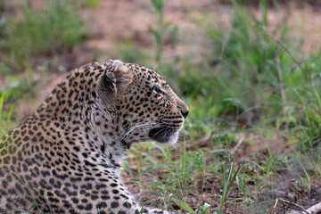 head profile of a leopard in the light bushes