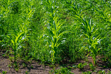 Rows Of Corn Growing In The Field In Summer