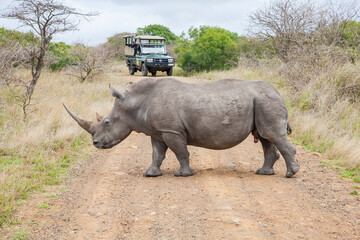 A large number of white rhinos  (Ceratotherium simum)  live in the Hluhluwe - Impolozi National Park in South Africa.