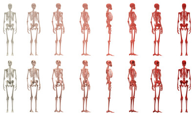 skull, human skeleton