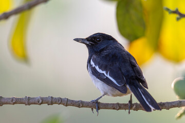 The Magpie Robin