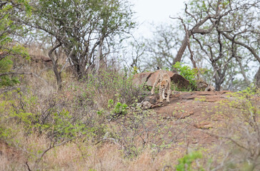 Cheetah (Acinonyx jubatus) is one of the most important parts of safari in Africa