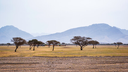 a horizontal view of trees in desert in united arab emirates, abu dhabi