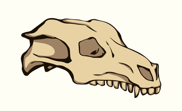 Bones and skull of a horse. Vector drawing