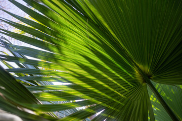 Fototapeta na wymiar Mostly blurred fan palm tree leaves background with blue sky. Fan-like foliage