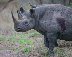 Black rhinos form one of the most important rings of the African continent.