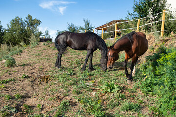 Fototapeta premium horse in the field