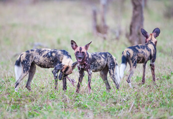 Naklejka na ściany i meble African wild dogs begin to eat their prey without killing it. they are under protection