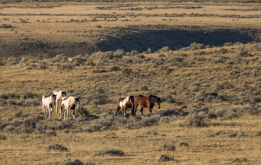 Wild Horses in Autumn in the Wyoming Desert