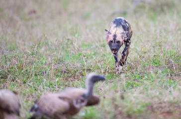 Obraz premium African wild dogs begin to eat their prey without killing it. they are under protection
