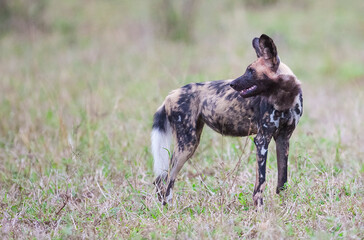 African wild dogs begin to eat their prey without killing it. they are under protection