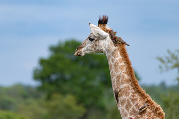 Portrait of a giraffe with Ox Peckers