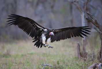 Lappet faced vulture (Torgos tracheliotos) is a rare species of vulture in Africa.