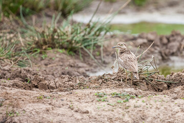 The spotted thick knee (Burhinus capensis) also known as the spotted dikkop or Cape thick-knee, is a wader in the family Burhinidae. It is native to tropical regions of central and southern Africa.