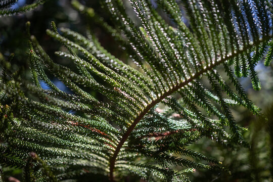 Closeup of needle-like leaves of araucaria columnaris or Cook pine