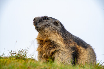 Marmot at the Grossglockner in Austria