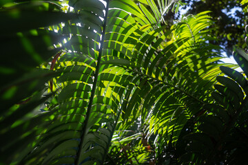 Fototapeta na wymiar Mostly blurred green tropical leaves background. Palm tree shaped pacaya foliage