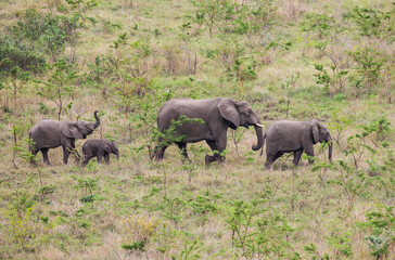 The African elephant (Loxodonta )is the Loxodonta genus, two species of endangered species. Together with the Asian elephant, it is one of the two genera of the Elephantidae family.