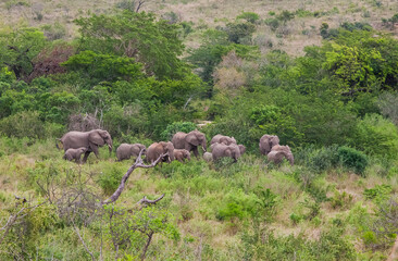 The African elephant (Loxodonta )is the Loxodonta genus, two species of endangered species....