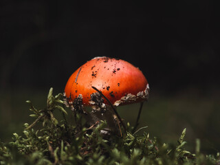 fly mushroom